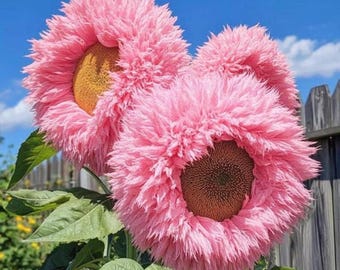 50 semillas de girasol gigantes rosas con forma de oso de peluche – Variedad única de pétalos dobles.