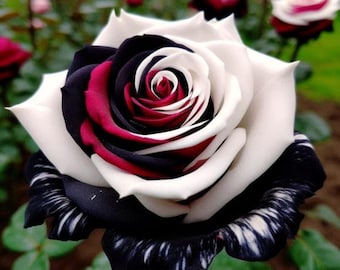 Semillas mixtas de rosas (Rosa) – Flores perennes de floración rara – 5 semillas
