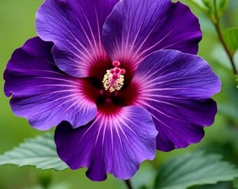 30 Exotic Hibiscus Seeds | Multicolor Tropical Outdoor Flower Garden