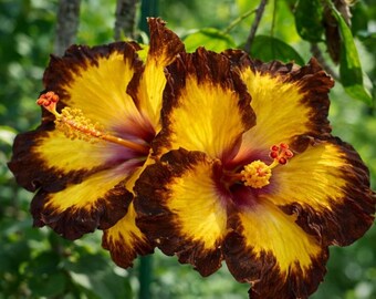 30 semillas de hibisco tropical - Planta de flores multicolor para exteriores