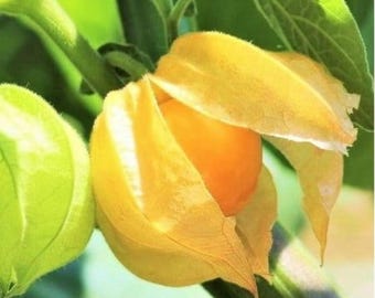 Semillas de cereza de tierra: más de 200 frutos tradicionales de color naranja y amarillo para el jardín doméstico.