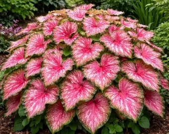 Bulbos de Caladium Fiesta para plantar – 6 coloridos bulbos de jardín tropical