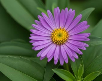 500 Pollinator Aster Seeds | Perennial Outdoor Wildflower Bloom Garden