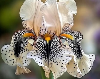 30 semillas de iris de colores variados - Flor perenne rara - Flor ornamental de jardín
