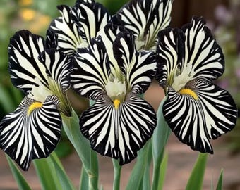 30 Garden Iris Seeds | Mixed Color Perennial Blooming Flower Plants