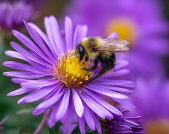 500 semillas de aster de Nueva Inglaterra - Flor silvestre perenne - Jardín para polinizadores
