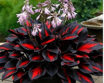 Más de 160 semillas de hosta de primera calidad / Planta perenne de exterior que prefiere la sombra