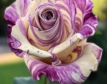 5 variedades de semillas de rosas - Flores perennes raras - Planta de flores de jardín colorida