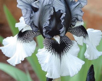 30 Blooming Iris Seeds | Mixed Color Perennial Garden Flower Plants