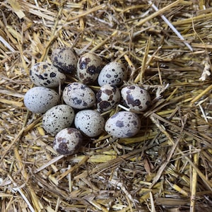 May include: A cluster of speckled eggs, with varying patterns, sits on a bed of dry straw. The eggs are a mix of tan, brown, and white, with dark brown spots and markings. The natural setting suggests a farm or rustic theme.