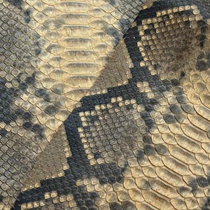 May include: Close-up of two pieces of snake skin. The scales are a mix of tan, brown, and black, creating a natural pattern. The texture is rough and detailed, showcasing the unique characteristics of the reptile.
