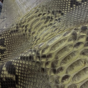 Peut inclure: Gros plan sur une grande pièce de peau de serpent. La peau de serpent présente un motif d'écailles brun foncé et jaune-vert. Les écailles sont disposées en un motif répétitif, créant une surface texturée. La peau de serpent semble souple et légèrement froissée.