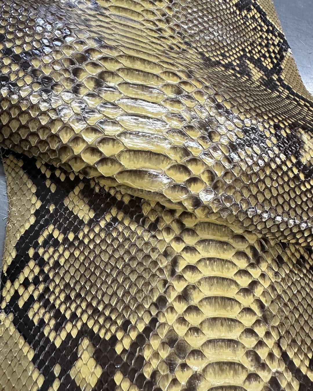 Python Reticulated Belly Skin | Banana Yellow Glazed Genuine Python ...