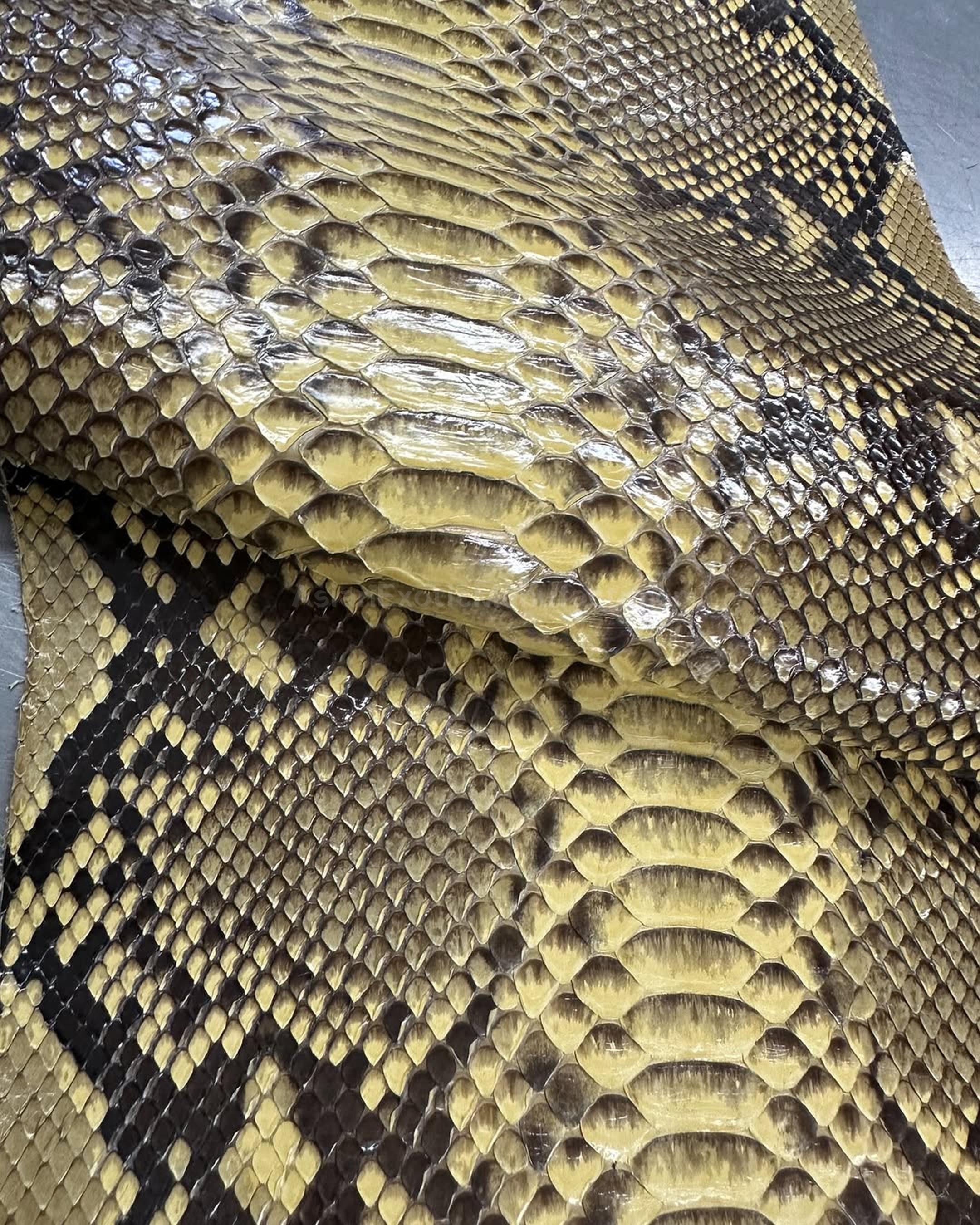 Python Reticulated Belly Skin | Banana Yellow Glazed Genuine 