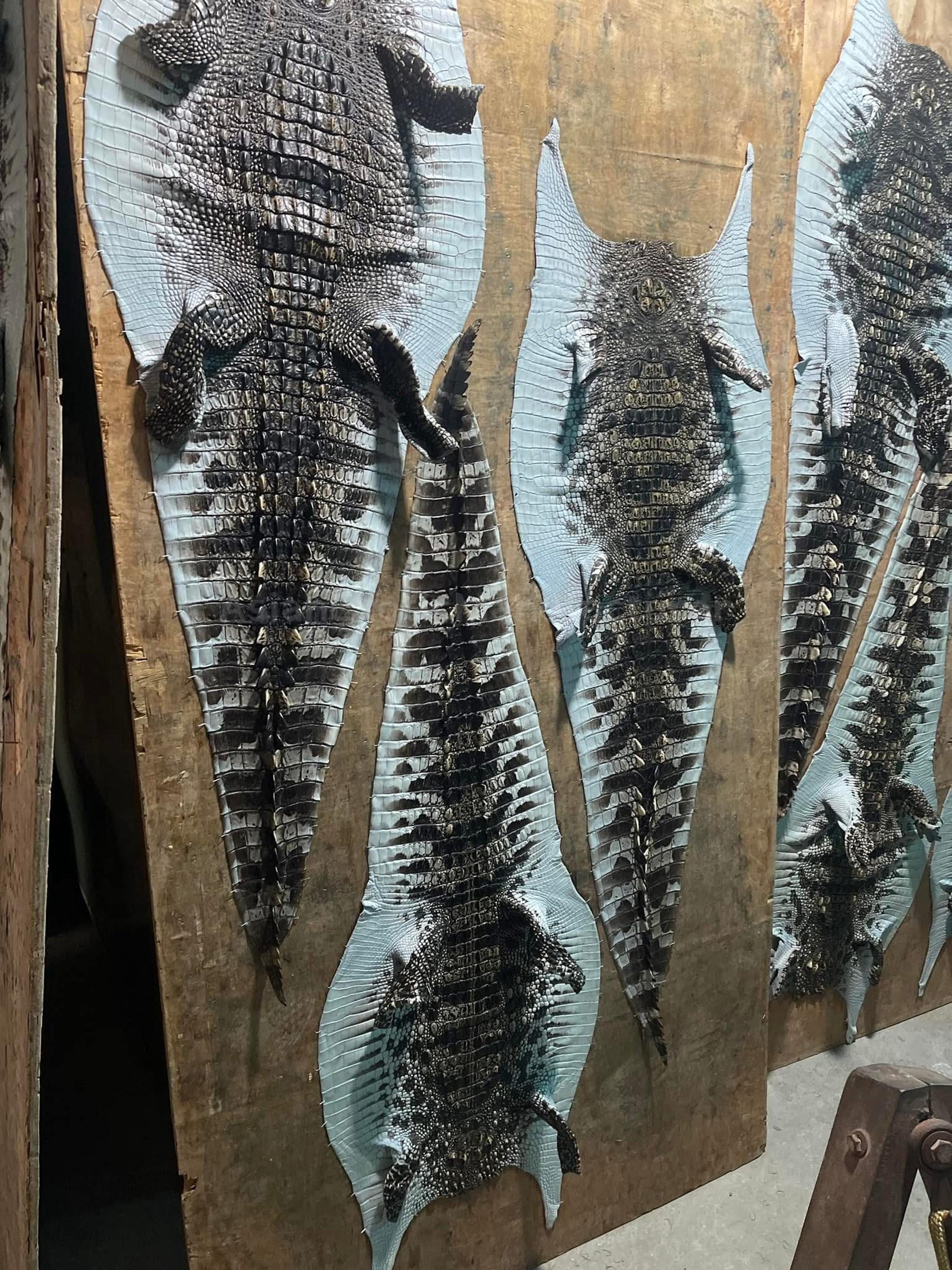 Crocodile caiman - Etsy 日本