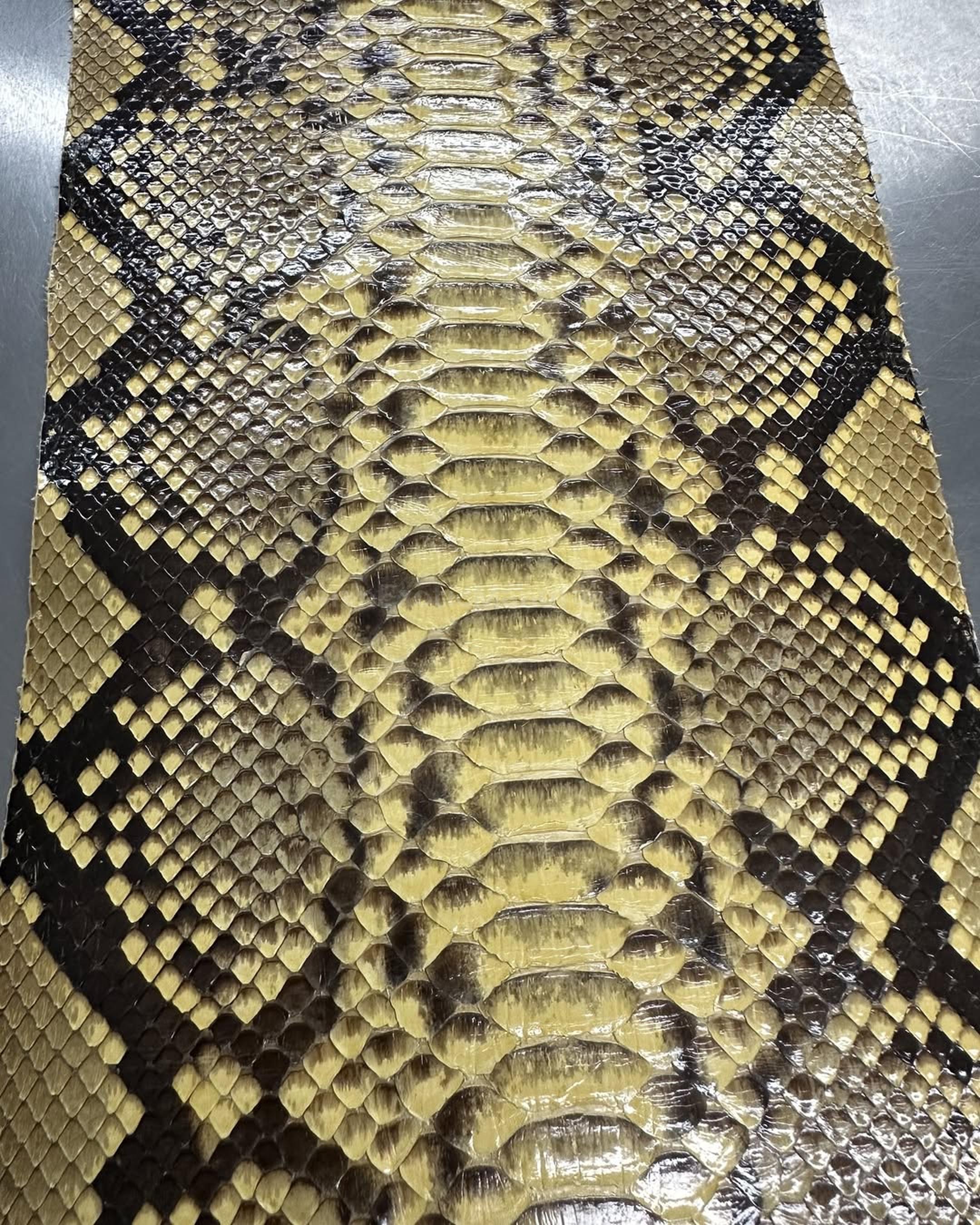 Python Reticulated Belly Skin | Banana Yellow Glazed Genuine 