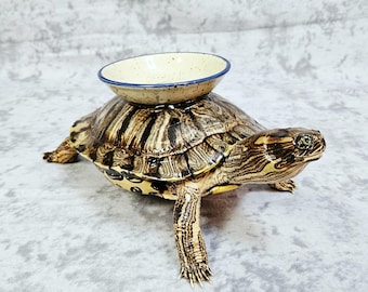 Taxidermia de tortugas grandes: Tortuga Candy Bowl
