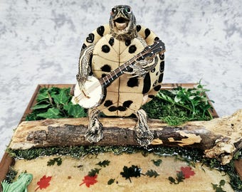 Turtle taxidermy- Banjo Kermit Mariachi Toad lizard