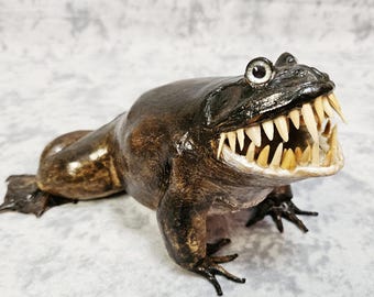 Giant Frog Taxidermy Oddities- bullfrog Cane Toad shark monster