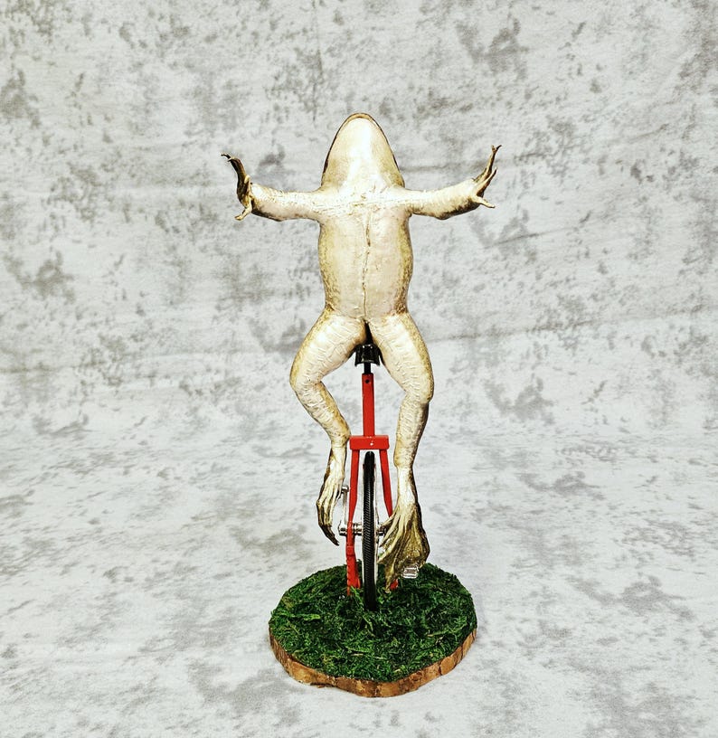 Taxidermia de rana toro real - Aquí viene Dat Boi rarezas meme de sapo de caña monociclo imagen 6