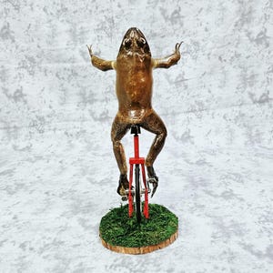 Taxidermia de rana toro real - Aquí viene Dat Boi rarezas meme de sapo de caña monociclo imagen 4