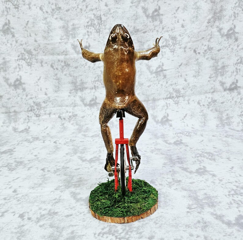 Taxidermia de rana toro real - Aquí viene Dat Boi rarezas meme de sapo de caña monociclo imagen 4