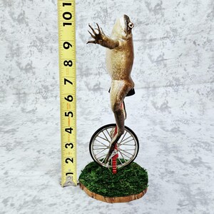Taxidermia de rana toro real - Aquí viene Dat Boi rarezas meme de sapo de caña monociclo imagen 9
