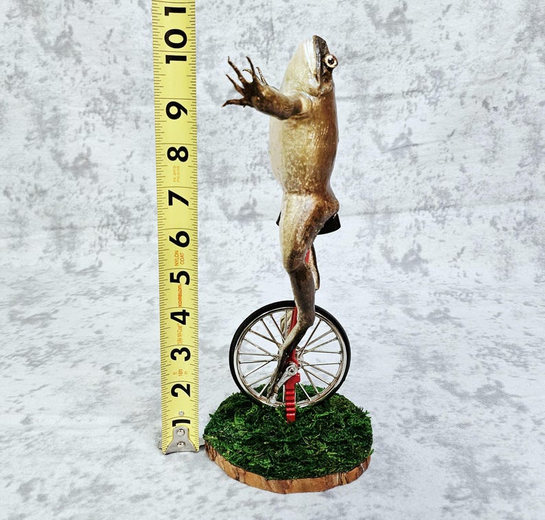 Taxidermia de rana toro real - Aquí viene Dat Boi rarezas meme de sapo de caña monociclo imagen 9