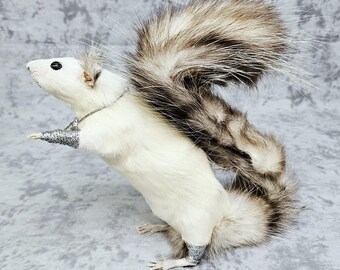 Curiosidades de la taxidermia: una rata glamurosa, no una ardilla.