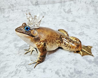 Taxidermia de rana toro real - Princesa Rana