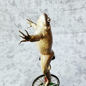 Taxidermia de rana toro real - Aquí viene Dat Boi rarezas meme de sapo de caña monociclo imagen 5