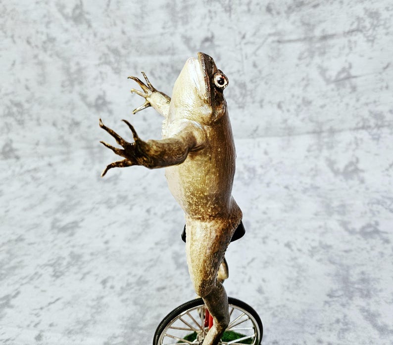Taxidermia de rana toro real - Aquí viene Dat Boi rarezas meme de sapo de caña monociclo imagen 5