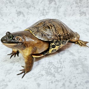 May include: A detailed sculpture of a turtle-frog hybrid. The sculpture features a brown shell with dark stripes, a brown body, and yellow accents with black patterns. The creature has green eyes and detailed feet, showcasing a unique blend of amphibian and reptile features.
