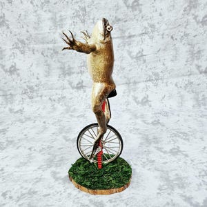 Taxidermia de rana toro real - Aquí viene Dat Boi rarezas meme de sapo de caña monociclo imagen 1
