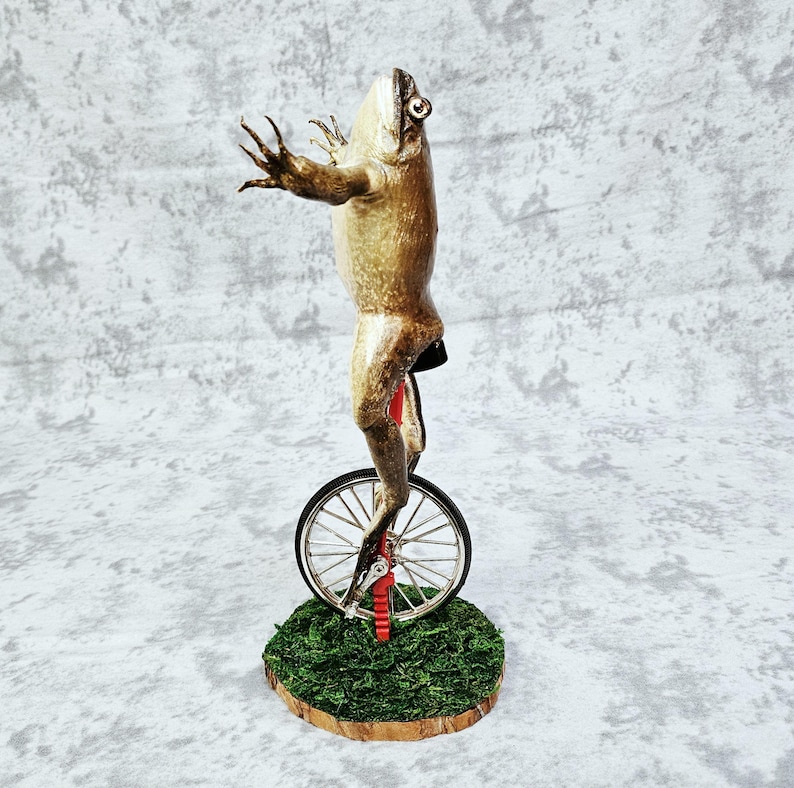 Taxidermia de rana toro real - Aquí viene Dat Boi rarezas meme de sapo de caña monociclo imagen 1