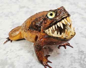 Cane Toad Taxidermy Oddities- reptile frog lizard shark teeth monster