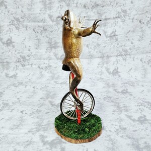 Taxidermia de rana toro real - Aquí viene Dat Boi rarezas meme de sapo de caña monociclo imagen 8