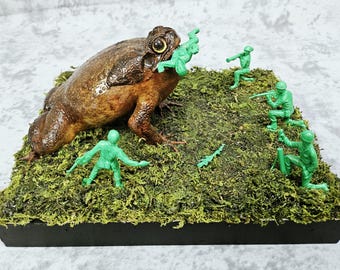 Cane Toad Taxidermy- Super Mario Brothers Nintendo Frog Mariachi