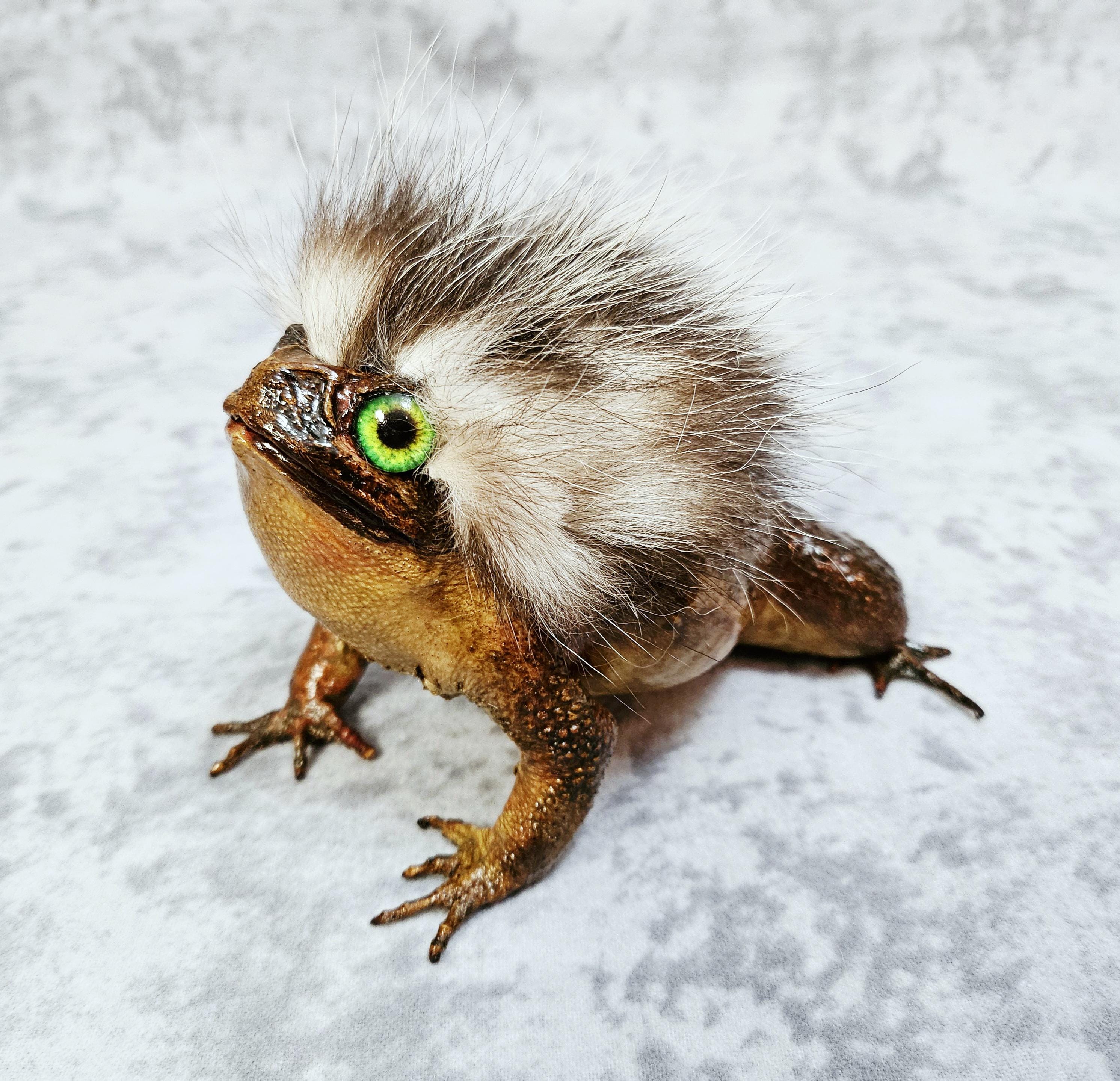 Taxidermy Toad- Cane Toad Hairy Frog Lizard Turtle Oddities - Etsy