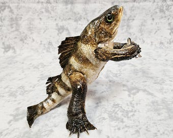 Fish/Turtle Taxidermy Oddities- Darwin Fish