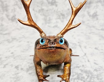 Cane Toad Taxidermy Oddities- Jackalope Antler frog Horny Toad lizard