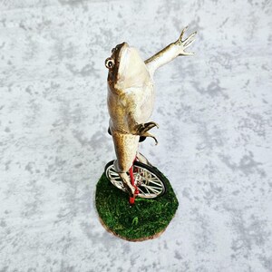 Taxidermia de rana toro real - Aquí viene Dat Boi rarezas meme de sapo de caña monociclo imagen 7