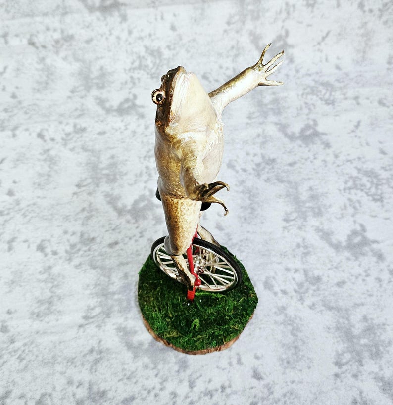 Taxidermia de rana toro real - Aquí viene Dat Boi rarezas meme de sapo de caña monociclo imagen 7