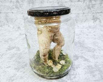 Nábrók Icelandic Necropants Witchcraft Frog Taxidermy Oddities
