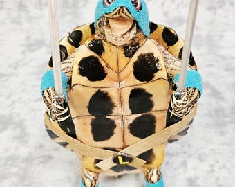Turtle taxidermy- Teenage Mutant Ninja Turtles- Leonardo!