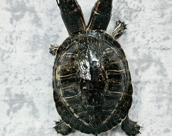 Two-Headed Turtle Taxidermy Gaff Snake Reptile Lizard