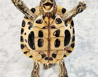 Real Turtle Taxidermy- Happy Happy Turtle