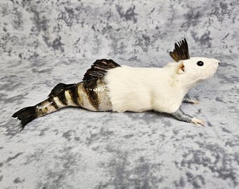 FeeJee Mermaid Taxidermy: Oddities Rogue Rat