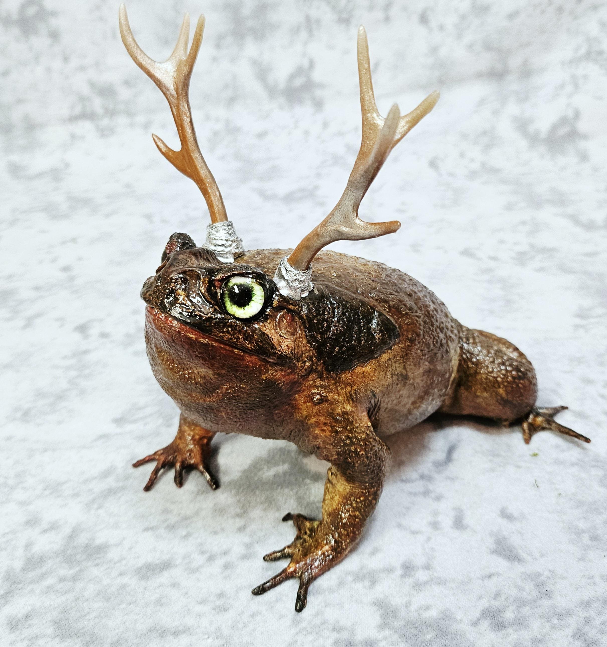 Cane Toad Taxidermy Oddities- Jackalope Antler Frog Horny Toad
