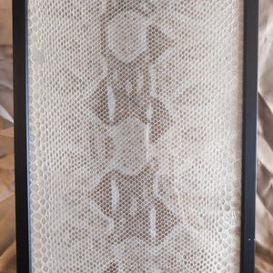 Könnte beinhalten: Ein rechteckiger schwarzer Rahmen umschließt ein Schlangenmuster. Die Schlangenhaut ist überwiegend cremefarben mit braunen und beigen Markierungen. Die Textur und das Muster der Schlangenhaut sind deutlich sichtbar.